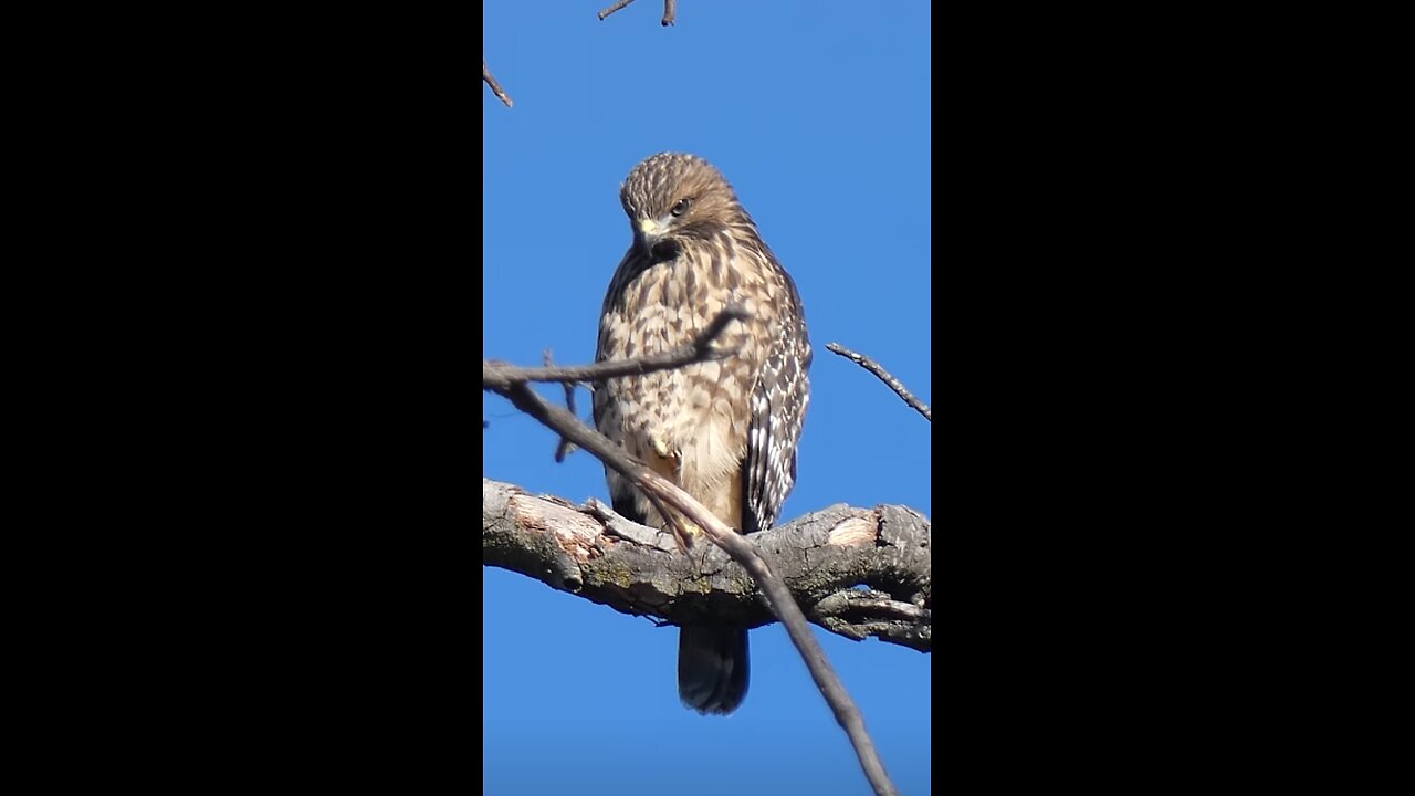 Red-shouldered Hawk Juvenile🐦Predator Perch