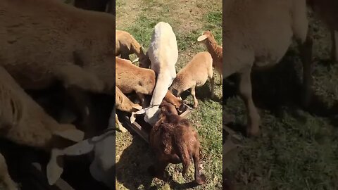 Flock of sheep rude talk back