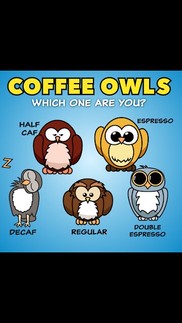 Coffee Owls [GMG Originals]