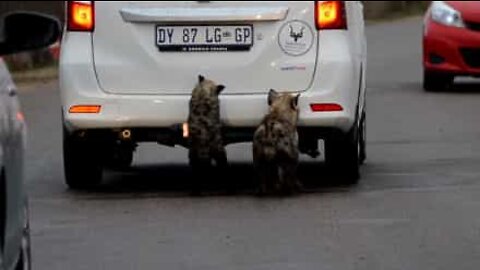 Adoráveis hienas mordem carros de turistas