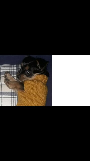 Miya tries to jump over the barrier.