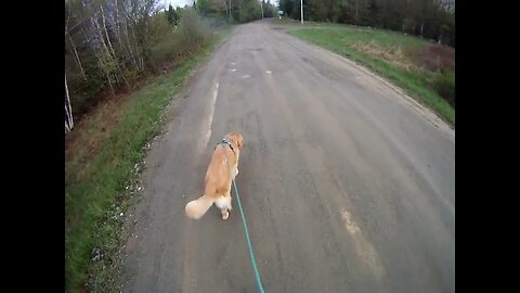 May 17th, 36º cloudy. Flynn and I see deer tracks in the road by power lines.