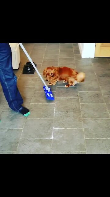 Playful pup confuses new mop for personal play toy