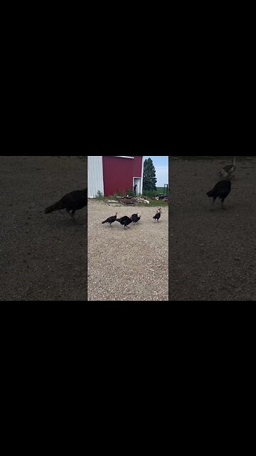 Turkeys and Ducks Living Their Best Lives 🦃🦆 #ducks #turkeys #farm