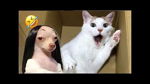 Animal Videos Cutest Animals Ever😂😂😂😂