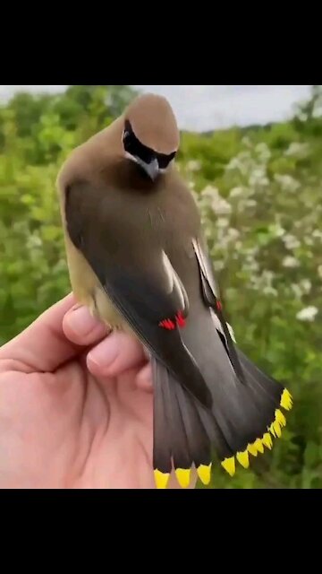 Beautiful and lovely bird