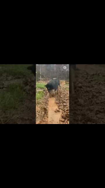 जो इंसानों ने नहीं किया वो जानवर ने किया #viral video #short #shorts #youtubeshortfeed