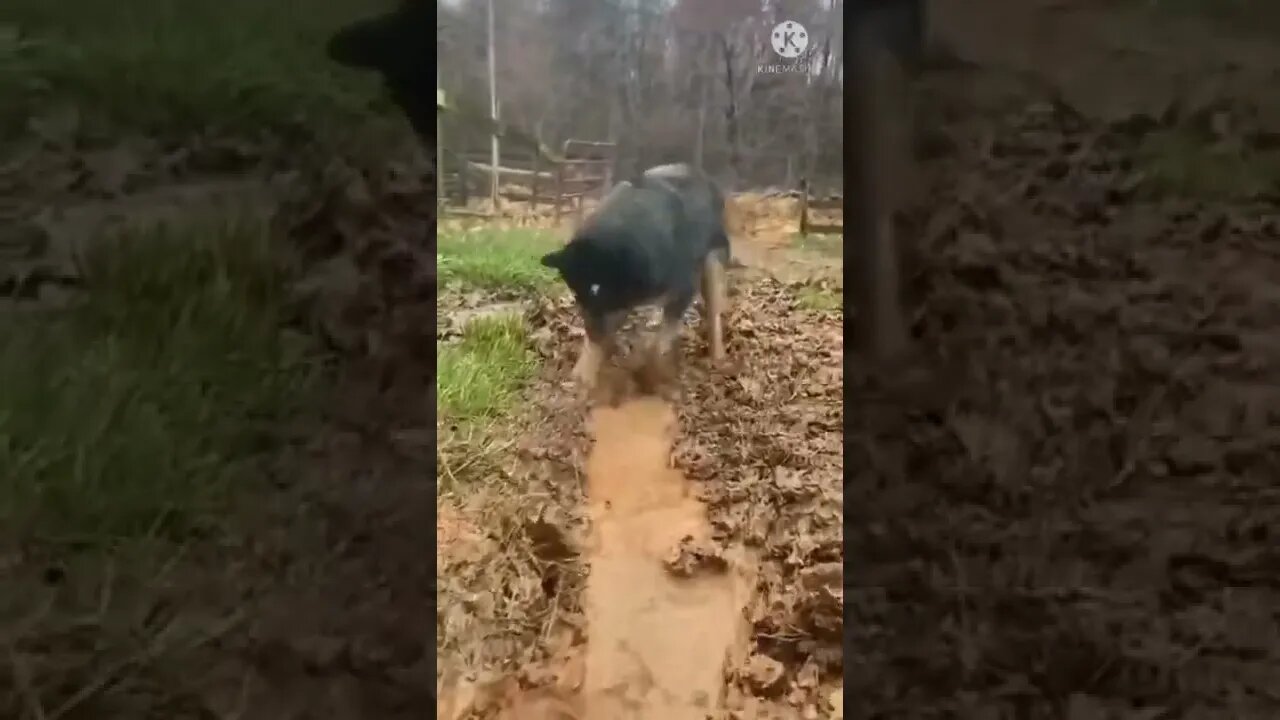 जो इंसानों ने नहीं किया वो जानवर ने किया #viral video #short #shorts #youtubeshortfeed