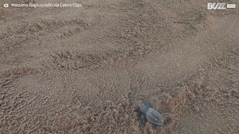 Photographer captures newborn turtle's journey