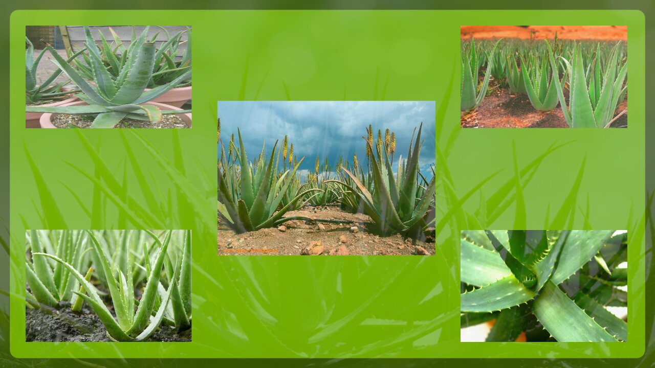 2. Aloe Vera helps to treat dandruff or ringworm