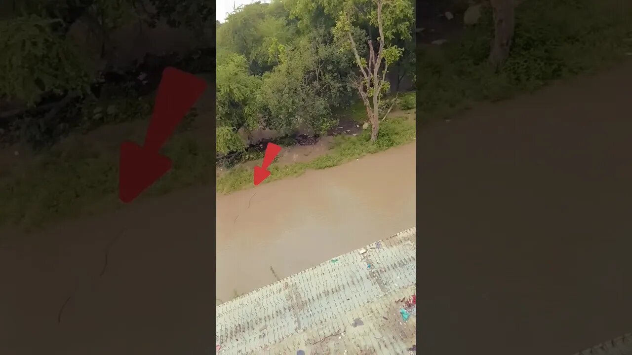 A Big Snake 🐍 seen in flood water #snakes #shorts #cranes