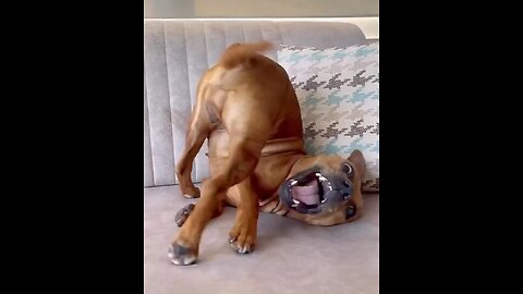 Funny dog