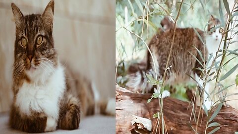 The cat got the idea of roaming around and she set out into the forest