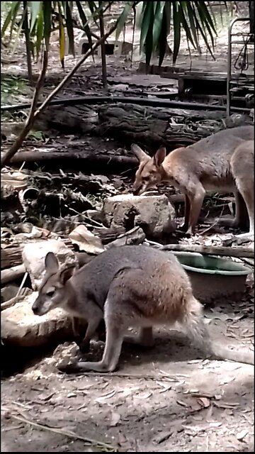Sistra and Wrodger the Red Necked Wallabies 🦘🦘🥰