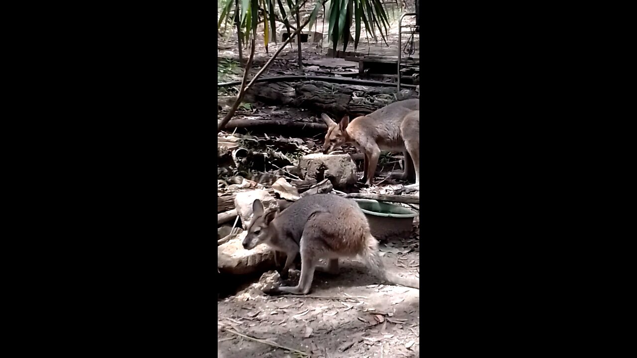 Sistra and Wrodger the Red Necked Wallabies 🦘🦘🥰