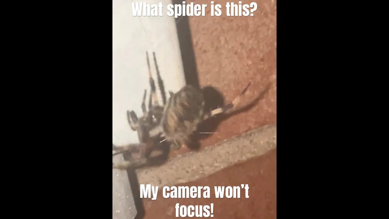 What spider is this? #shorts