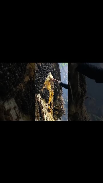 Yooo! 🐝 honey harvesting 🍯 🤔🤔🤔 #shorts #subscribe #viral