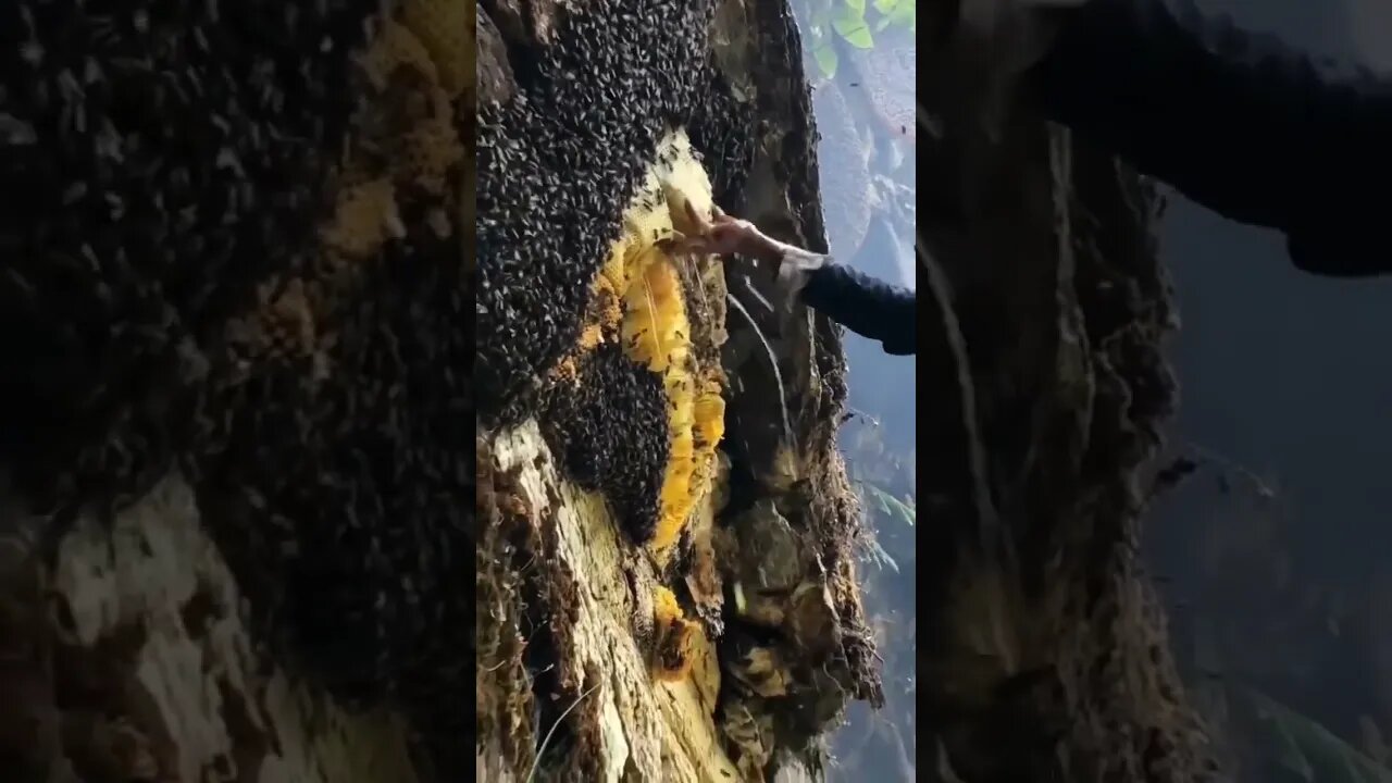 Yooo! 🐝 honey harvesting 🍯 🤔🤔🤔 #shorts #subscribe #viral