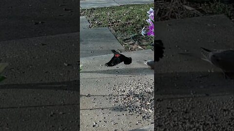 This Red-Winged Blackbird Was Hiding It's Red Until... #Shorts 🌲