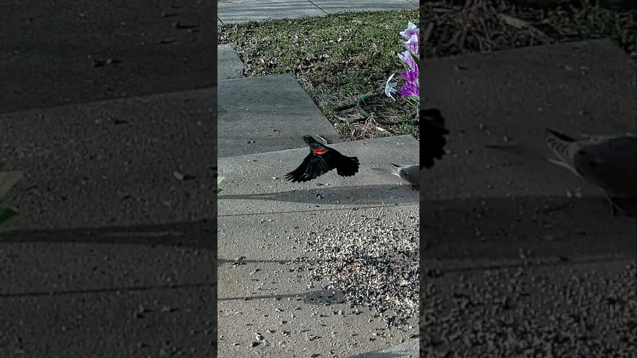 This Red-Winged Blackbird Was Hiding It's Red Until... #Shorts 🌲