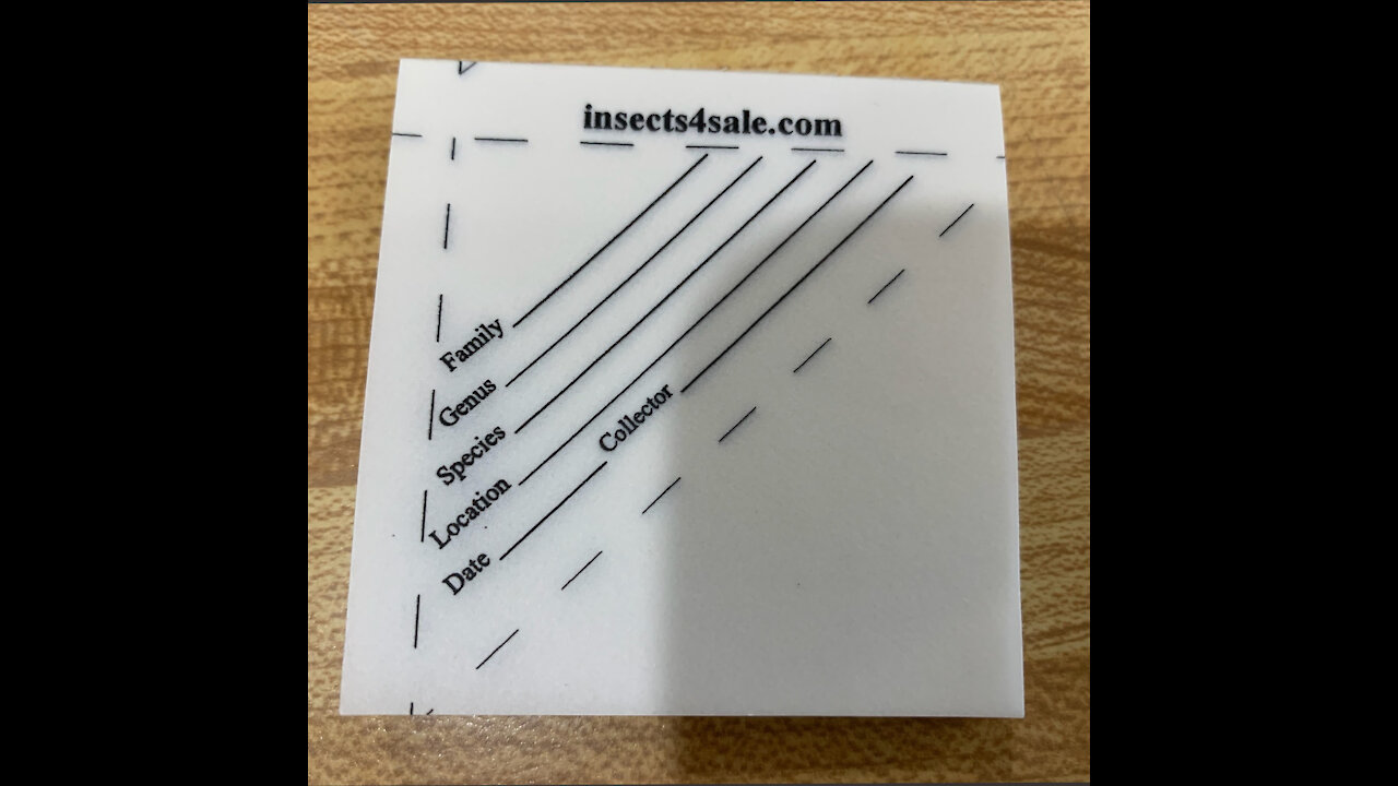 We store insects in data envelopes