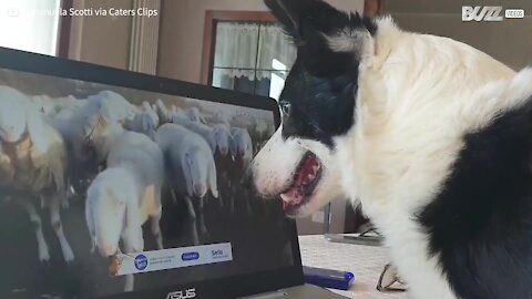 Cão pastor trabalha a partir de casa! -1