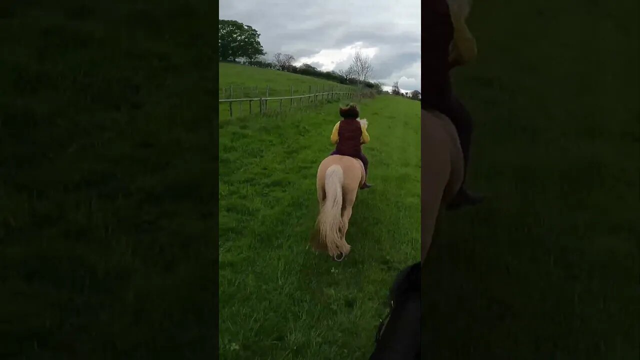Flicks first gallop #bareback #viral #equestrian #horseriding #youtubeshorts #fypシ #shortsfeed
