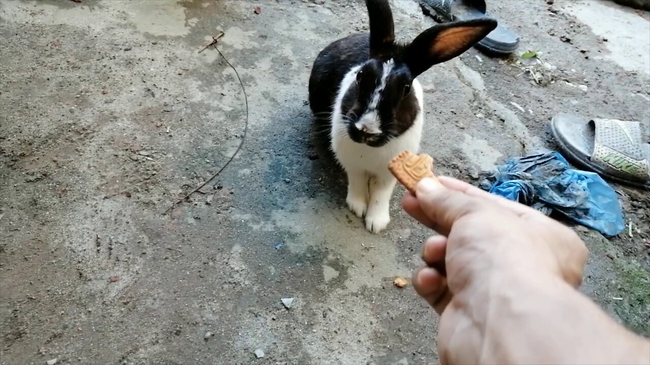 Feeding Bunnies_(Part 02)