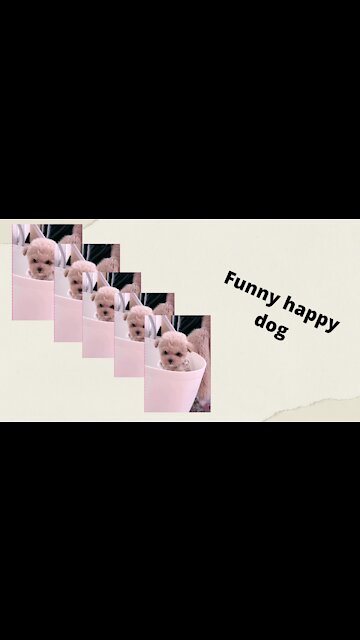 Happy Funny Dog make people happy