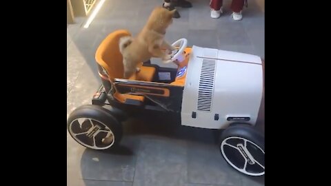 Cute pet reversing