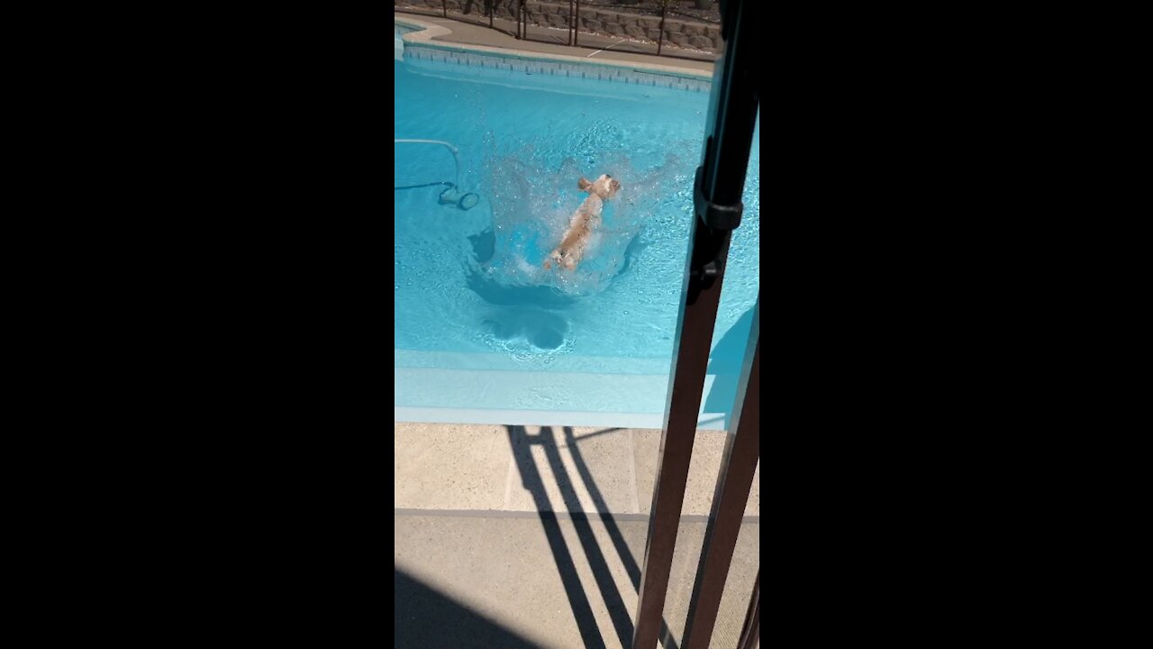 Dog Dive