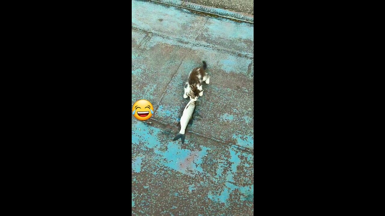 Funny cat😂😂🔥