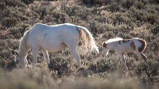 Finding Savannah the Wild Mustang Filly by Karen King