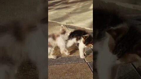 Веселое время котят