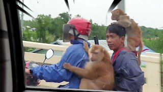 Monkeys on the Freeway