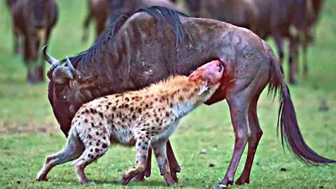 The Hyena Attack And Eating Wild Animals - Hungrier World