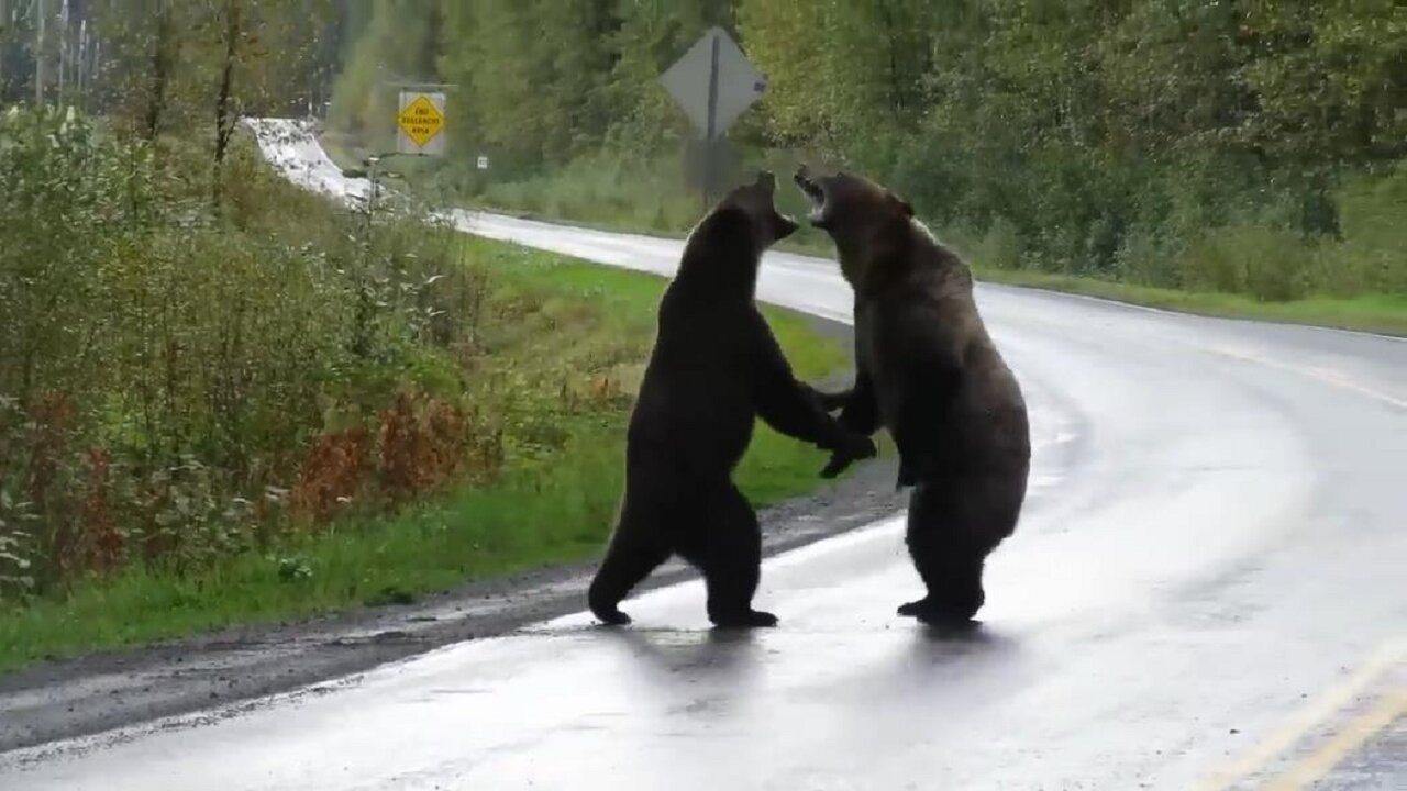 Epic grizzly bear fight!