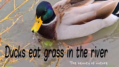 Ducks eating grass in the river / beautiful water birds by the river.