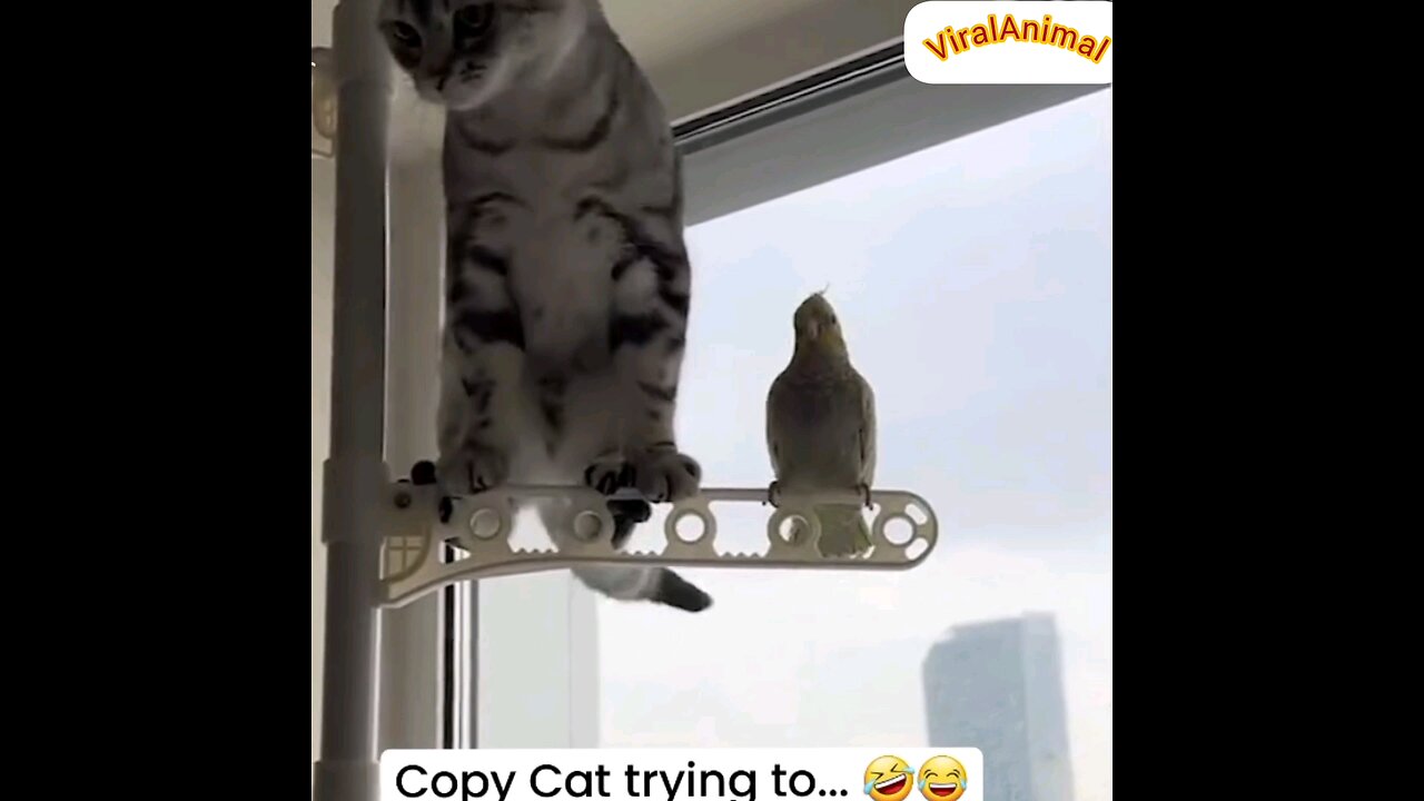 Very funny cat🤣🤣 trending video