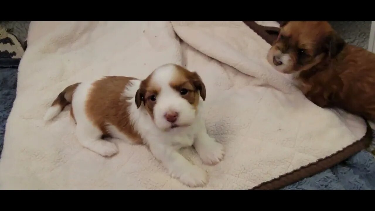 T Litter - First Time Outside The Whelping Box(2)