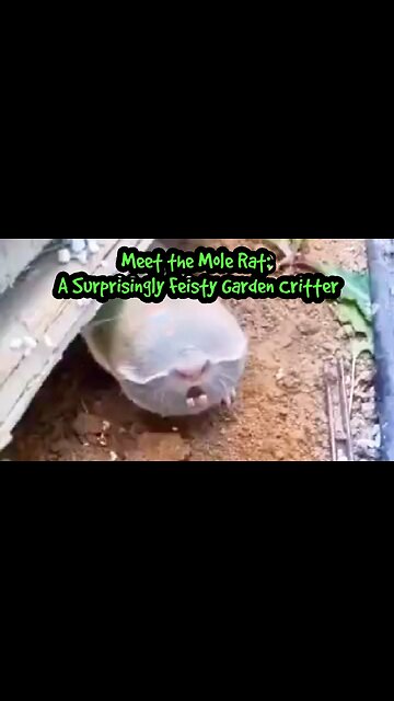 Meet the Mole Rat: A Surprisingly Feisty Garden Critter