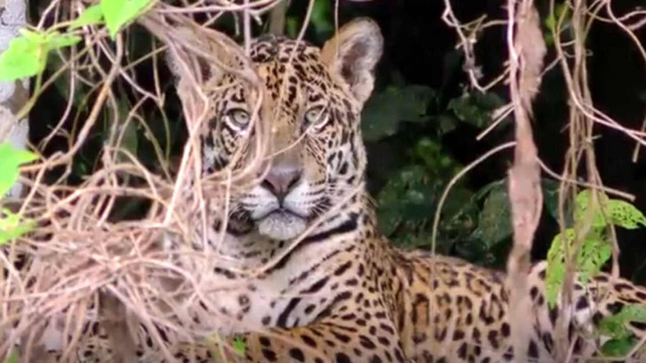 Breathtaking Wildlife Moments You Won’t Believe!