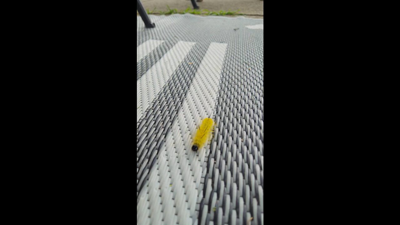 Yellow caterpillar