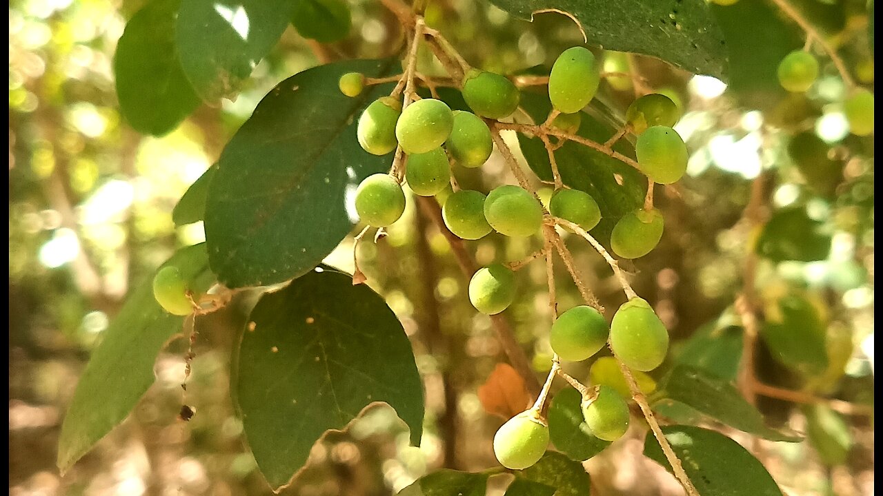 THE CHINESE PRIVOT'S ARE ABOUT READY TO TINCTURE. ANOTHER AMAZING NATURAL MEDICINE 💖