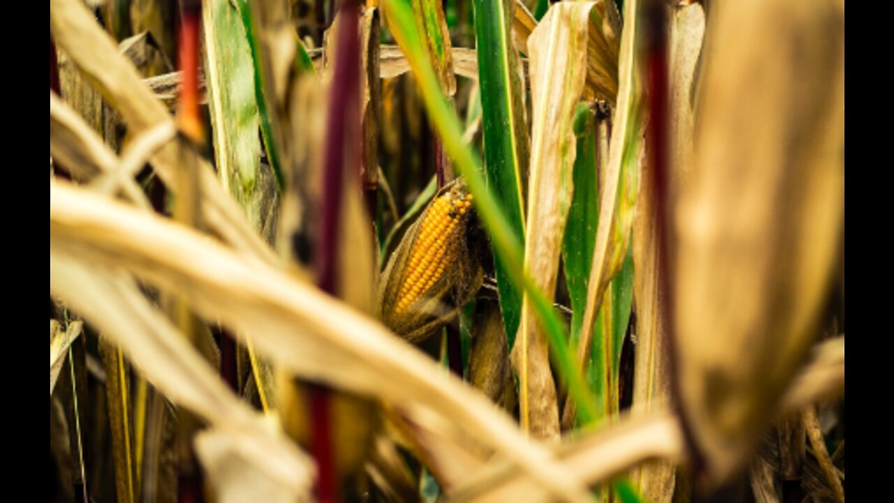 Companion Planting: Corn, Peas and Pumpkin #ThreeSisters #Gardening #CompanionPlanting