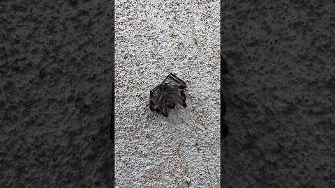 After my Run, We Saw a Cockroach, Spider and Squirrel #godspeedrunning