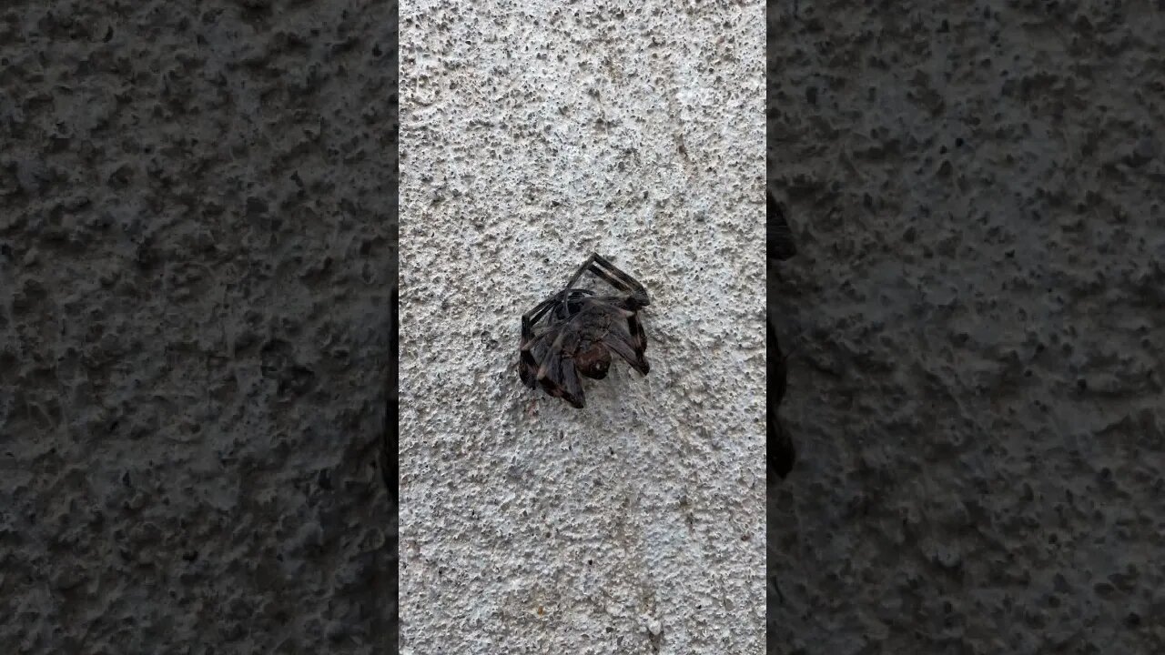 After my Run, We Saw a Cockroach, Spider and Squirrel #godspeedrunning