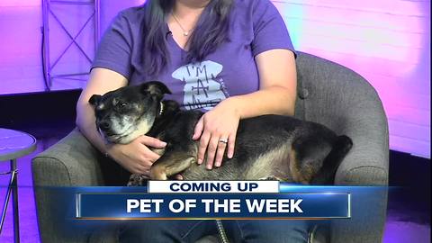 23ABC Pet of the Week: Kino