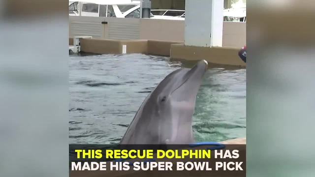 Nicholas the rescue dolphin makes Super Bowl pick | Taste and See Tampa Bay