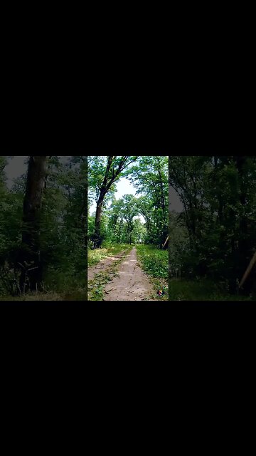 Cernica forest ride | Future bass music | 4k Virtual Tour | #shorts